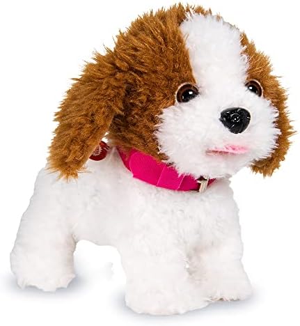 Practice Training Teddy